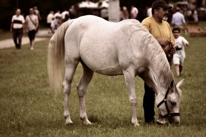 Oasi degli Amici Animali